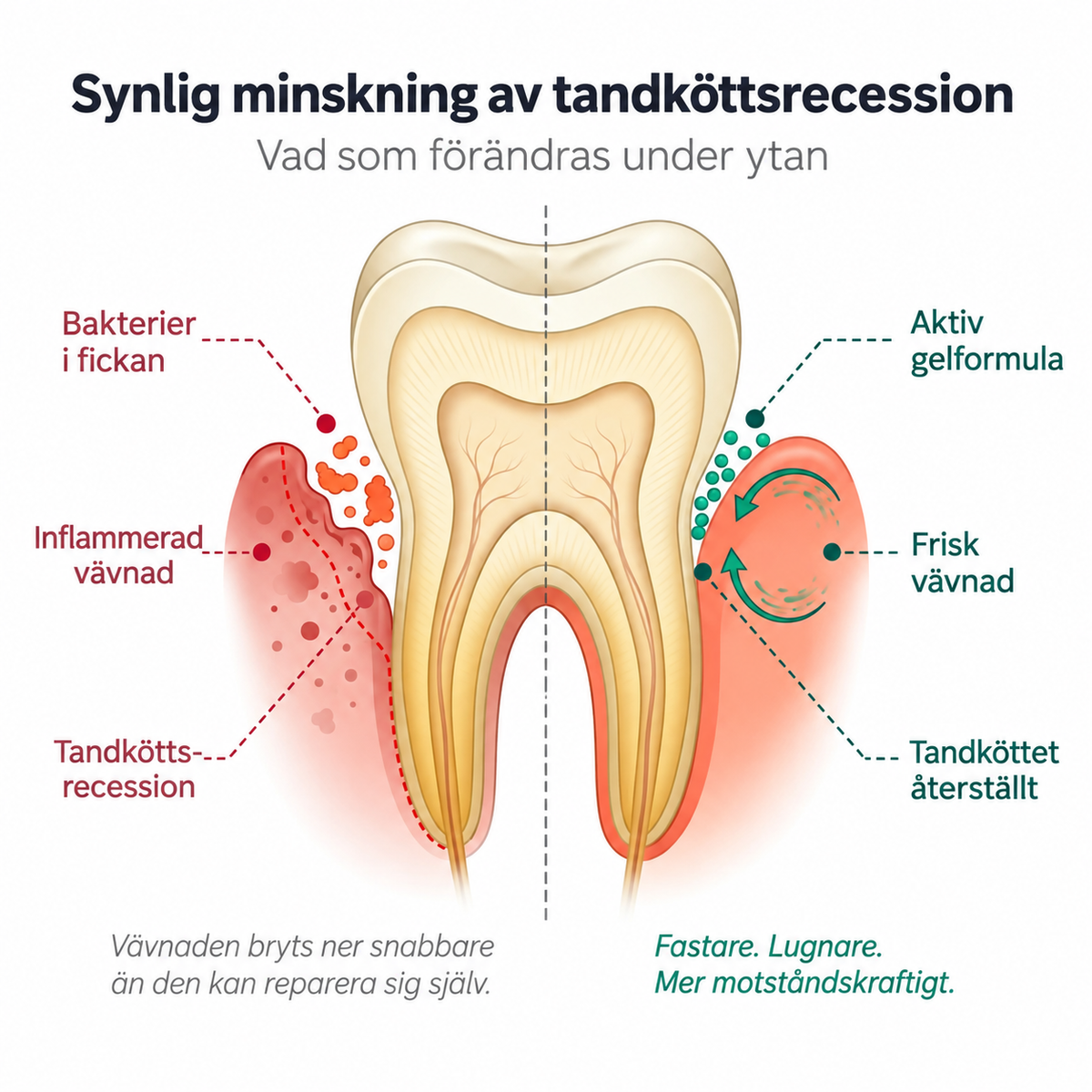 TandFörny™ | Vårdande gel för tandkött & tänder